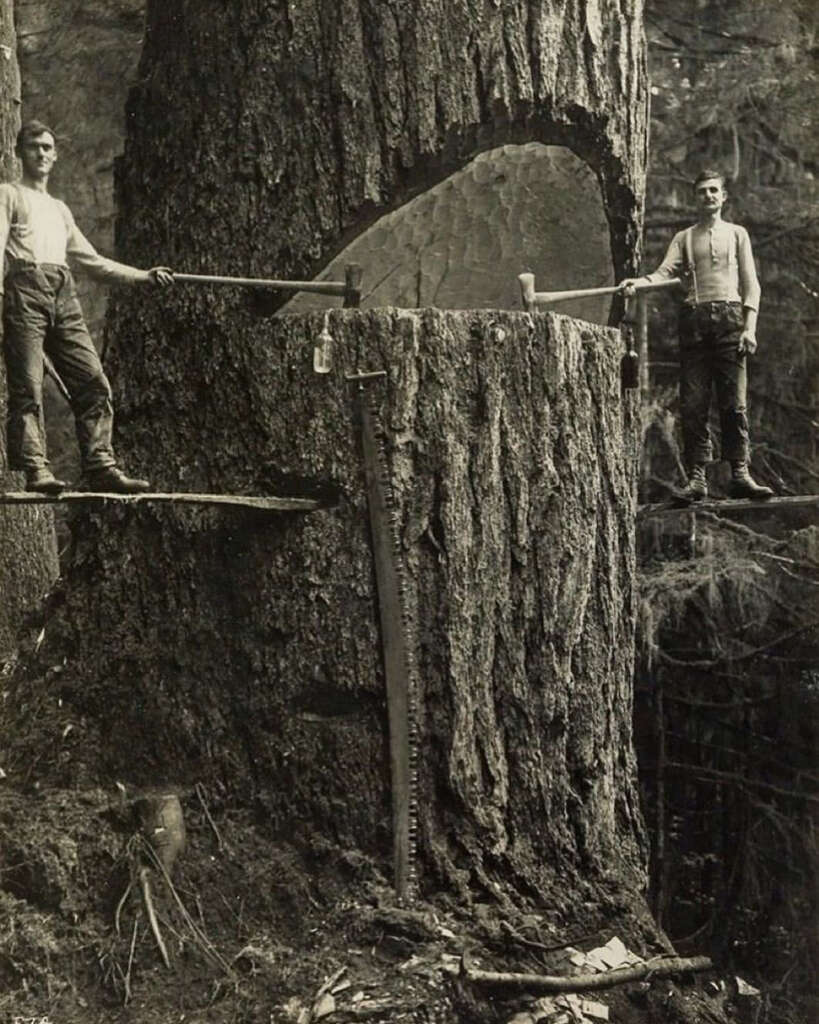 Two lumberjacks stand on platforms, using a large saw to cut into a massive tree trunk. The deep cut shows the tree's thickness. Both men are wearing work clothes and suspenders, surrounded by a dense forest. An axe is leaning against the tree.