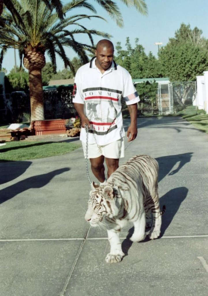 A man in a white Tommy Hilfiger outfit is walking a white tiger on a leash in a sunny outdoor setting. Palm trees and a house are visible in the background.