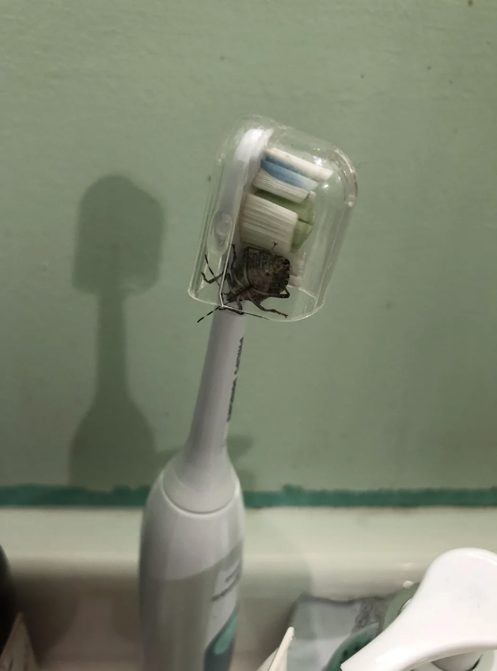 A toothbrush with a transparent cover over the bristles, and a bug is inside the cover. The toothbrush is standing upright on a bathroom counter against a light green wall.