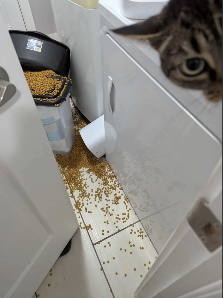 A cat peers at the camera while standing on a countertop. Below, a container of dry cat food has tipped over, spilling kibble across the white tile floor. The open door adds to the scene of the accidental mess.