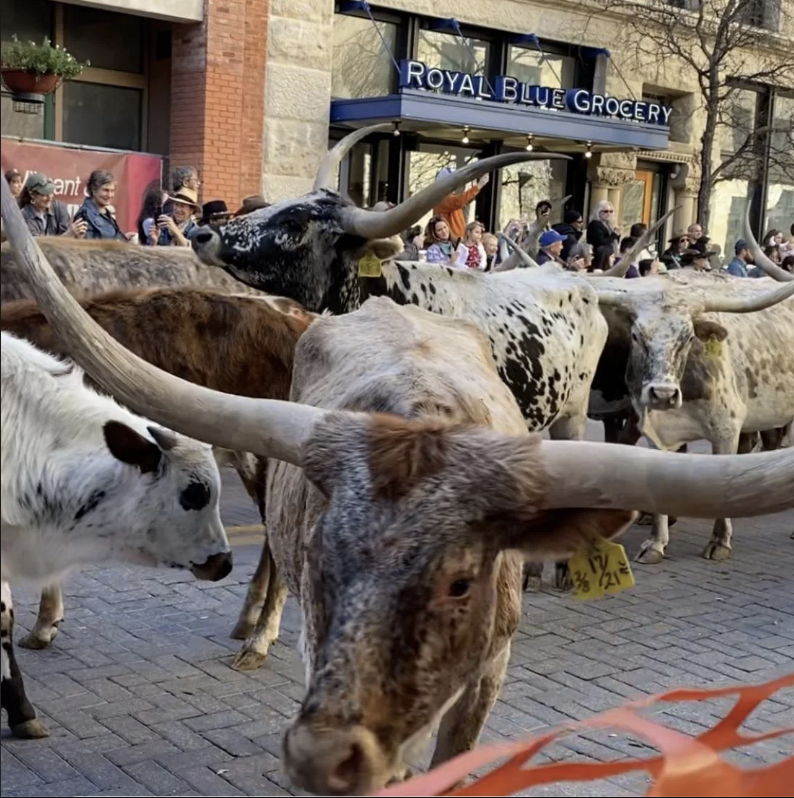 A herd of longhorn cattle parades down a city street, passing a crowd of onlookers in front of a store called Royal Blue Grocery. The cattle have various markings, and there's an orange barrier in the foreground.