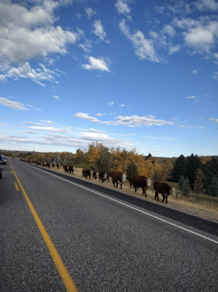 A herd of bison walking along the side of a road under a blue sky with scattered clouds. Trees with autumn foliage line the road, and a vehicle is visible approaching in the opposite lane.