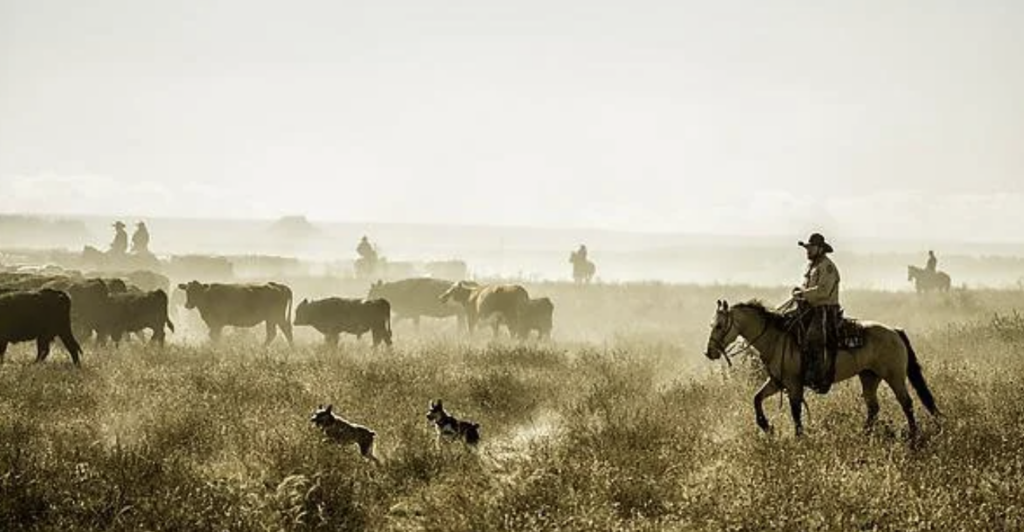 A cowboy on horseback herding cattle across a field with several dogs assisting. Other cowboys are visible in the background, and a light mist covers the landscape under a cloudy sky.