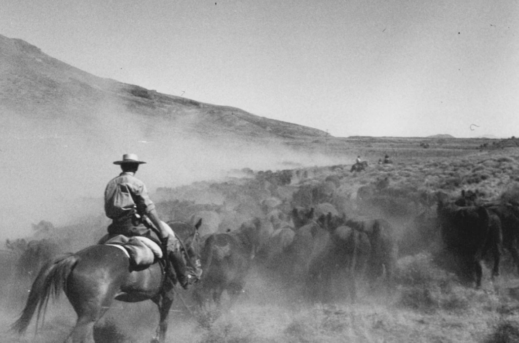 A person on horseback drives a herd of cattle along a dusty trail in a mountainous landscape. The sky is clear, and several other riders can be seen in the distance. Dust rises, partially obscuring the animals.