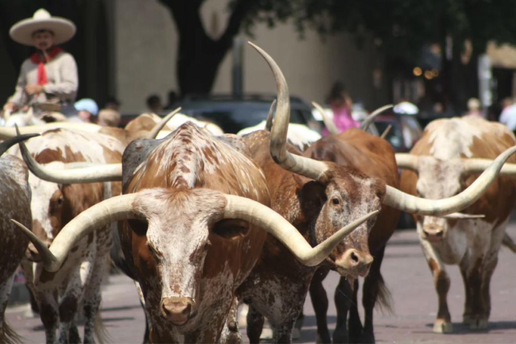 A herd of longhorn cattle with large, curved horns walk down a street. A person wearing a sombrero and traditional attire rides a horse behind them. Trees and blurred figures are visible in the background.