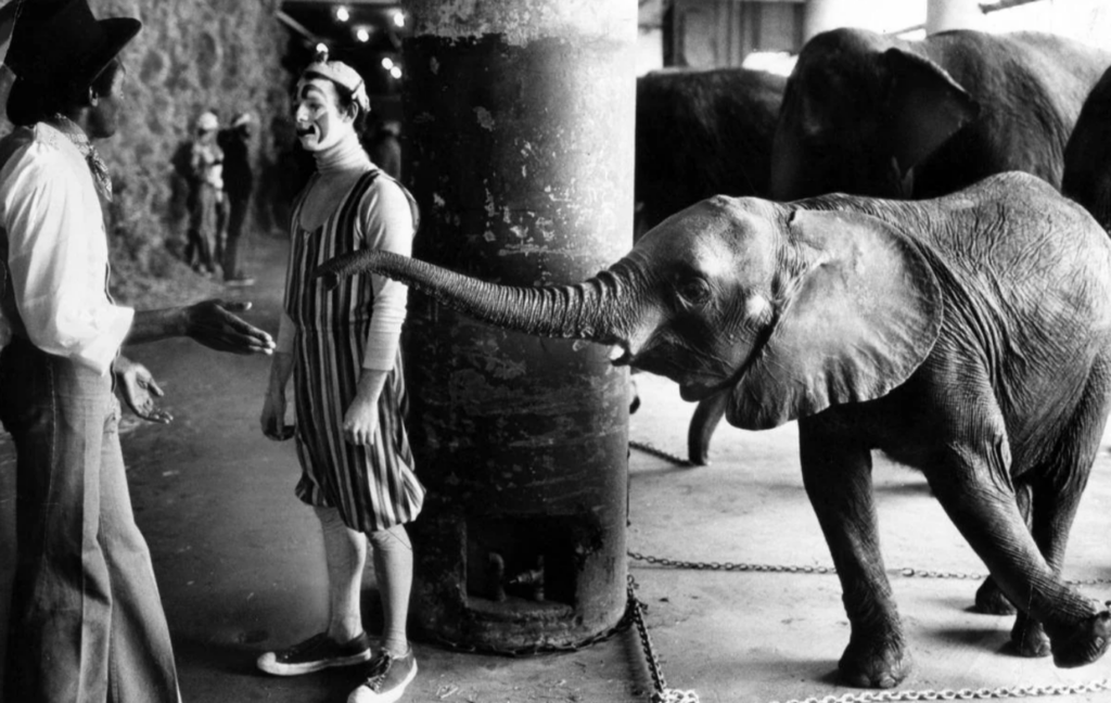 A black and white photo of a circus scene with a clown in a striped costume talking to a person wearing a hat and vest. A baby elephant, chained by the feet, extends its trunk towards the clown. Other elephants and performers are in the background.