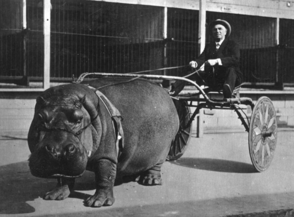 A hippo pulling a small, two-wheeled cart in which a man in a suit and hat is sitting, holding the reins. The scene appears vintage and is set outdoors in front of a building.