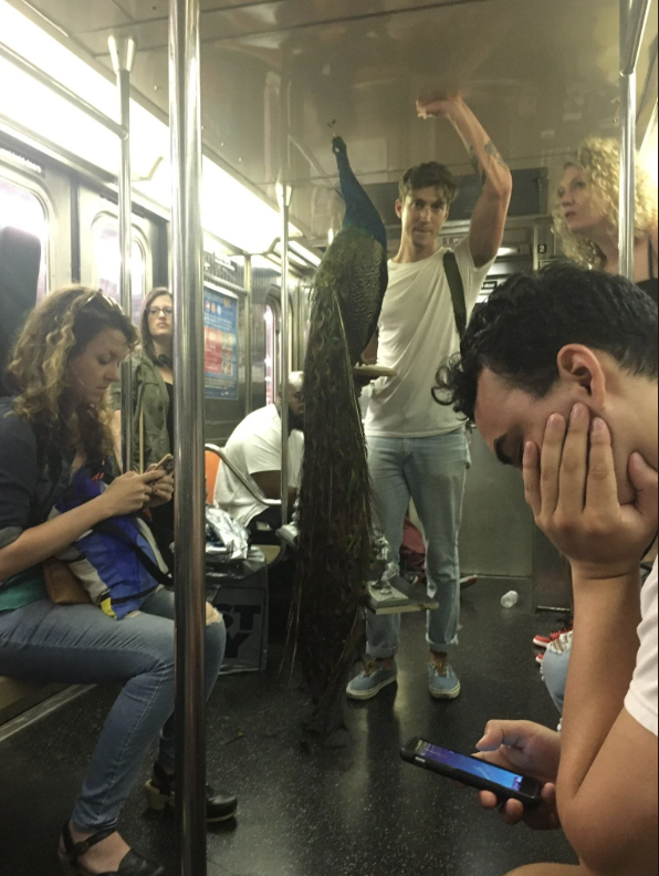 A person holds a peacock while standing inside a subway train. Passengers around them are seated; one reads, another uses a phone, and others look at the bird. The scene is slightly crowded with varied reactions to the unusual sight.