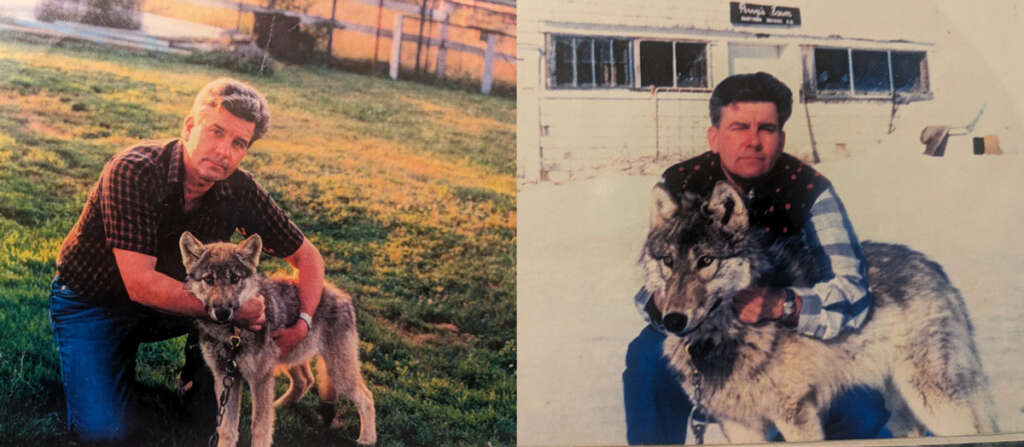 A man kneels beside a wolf in each of two photos. The left image shows him holding a young wolf in a grassy area, while the right image shows him with an adult wolf on a snowy background near a building.