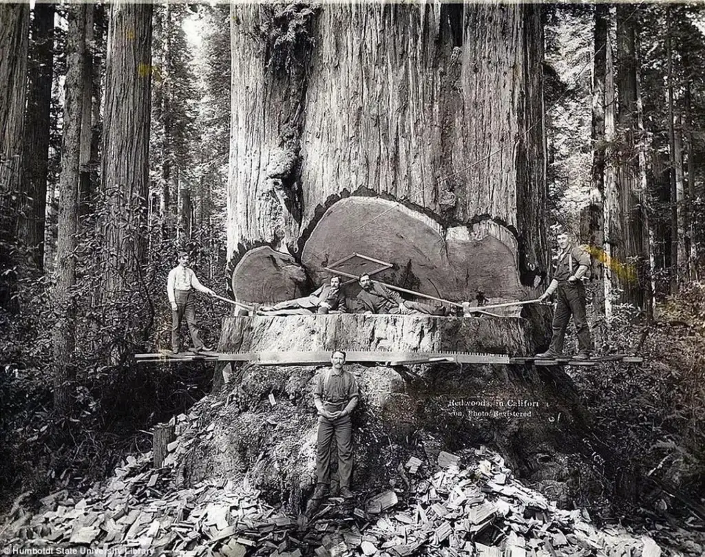 Five men pose with a giant cut redwood tree stump in a forest. Two men stand on top holding large saws, while three others are positioned around the base. The ground is covered in wood chips and debris. The black and white photo has a vintage look.