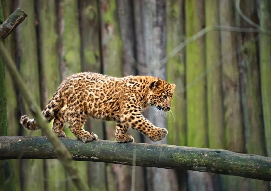 A young leopard with spotted fur walks on a thick tree branch, against a backdrop of vertical wooden logs with moss. The leopard is focused, lifting one paw as it moves gracefully along the branch.