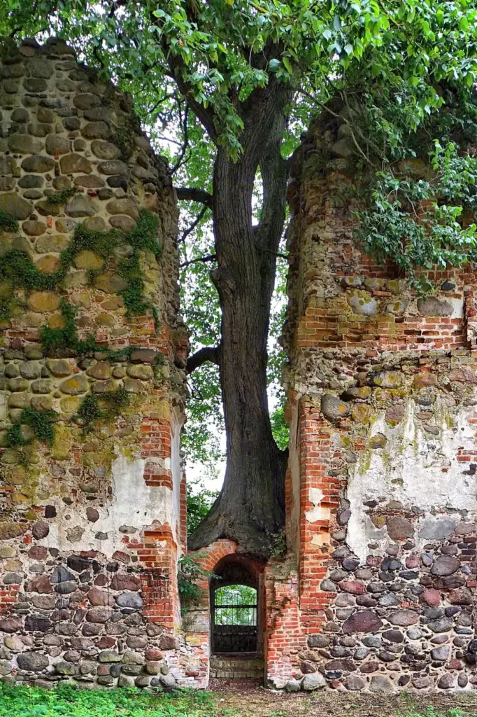 A tall tree grows between two aged stone and brick walls, its branches extending above. The walls, partially covered in moss, create a narrow passageway beneath the tree, leading to an arched opening that reveals greenery beyond.