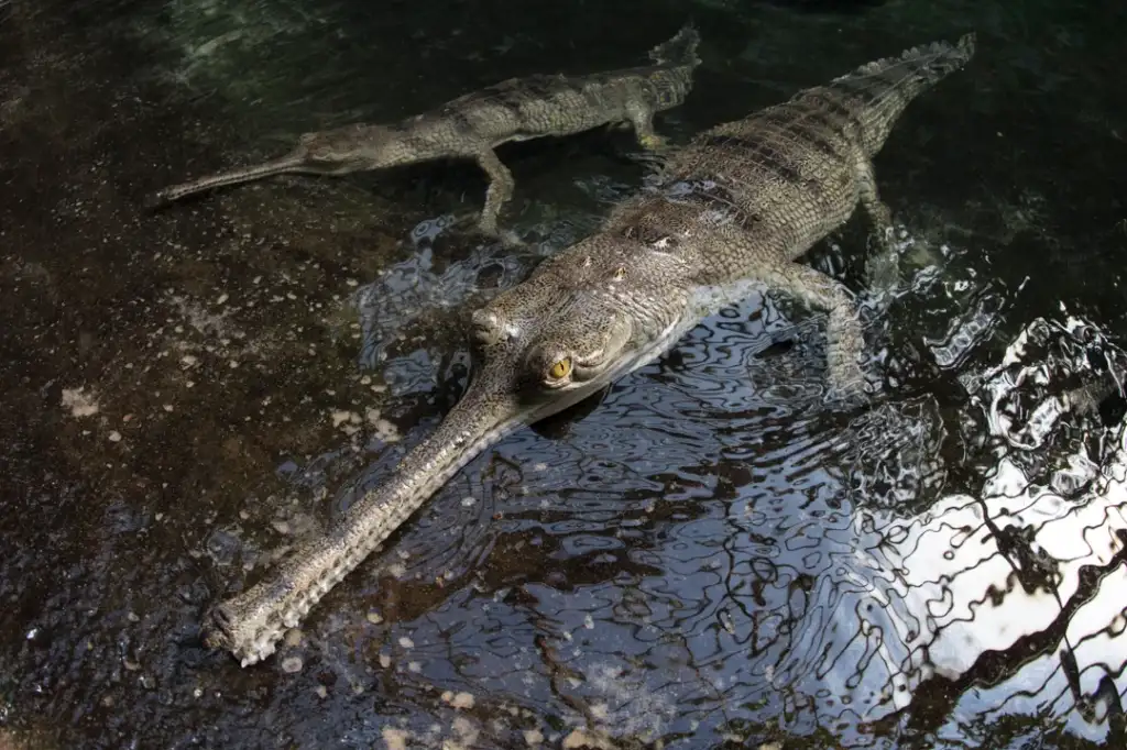 Two gharials with long, narrow snouts swim in clear water. Their scaly bodies are visible through the shallow depths, and the surface reflects surrounding light. One gharial is closer to the foreground, while the other is slightly behind.