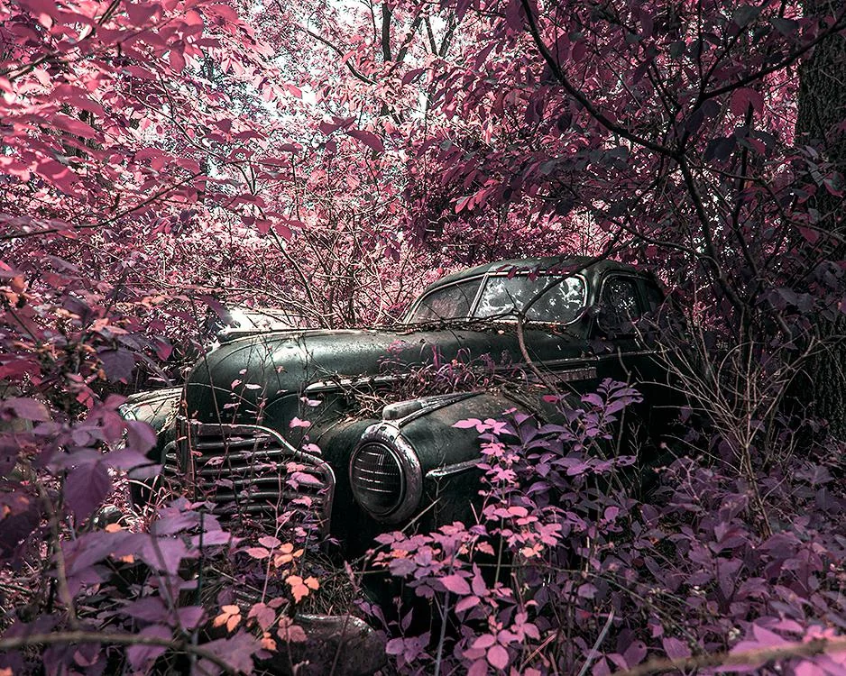 A vintage car, partially concealed by dense overgrowth, sits abandoned in a forest. The foliage, tinted in vibrant shades of purple and pink, creates a surreal atmosphere around the weathered vehicle.