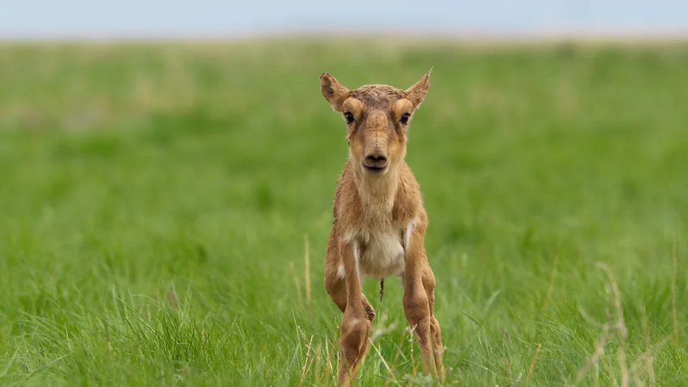 A young saiga antelope stands alert in a field of lush green grass. Its distinctive nose and large eyes are clearly visible as it faces the camera. The background is a soft blur, suggesting an open grassy landscape.