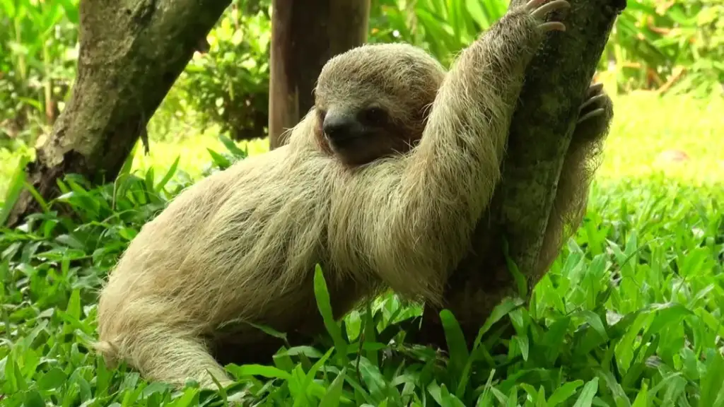 A sloth with shaggy, light brown fur is resting against a small tree on a lush, green grass lawn. The sloth has one arm wrapped around the tree, appearing relaxed in the natural, leafy environment.