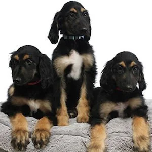 Three Afghan Hound puppies with black and tan coats sit and lay next to each other on a soft, light gray surface against a white background. Two puppies lay down on either side, while one sits in the middle.