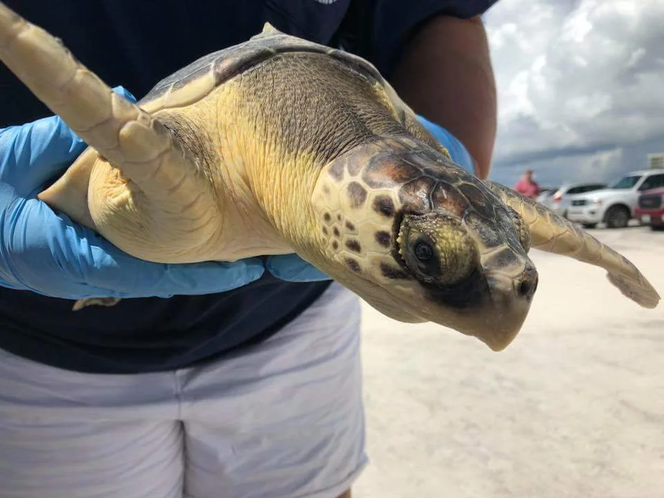 Person wearing blue gloves holds a sea turtle gently. The turtle's flippers are extended, and it has a mottled shell. The background shows a cloudy sky and parked vehicles.