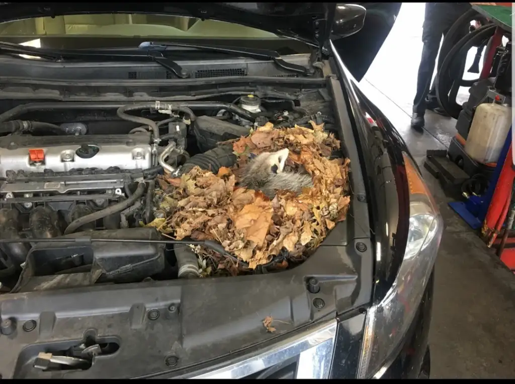 An open car hood reveals an engine surrounded by a pile of leaves. Amidst the leaves, a small animal, possibly a possum, is nestled comfortably. Part of the vehicle's interior and a person's legs in the background are visible.