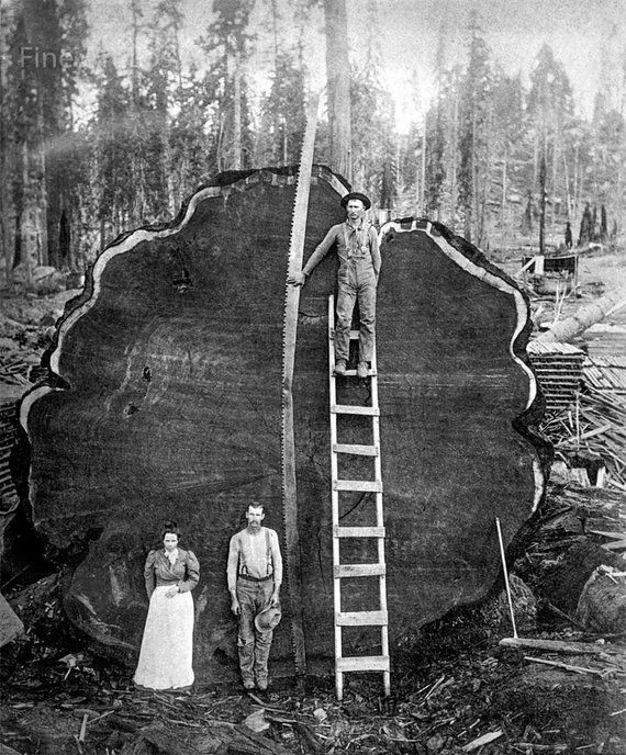 A vintage photograph shows three people posing with a gigantic tree stump. A man stands on a ladder beside a large saw placed vertically on the stump. A woman and another man stand at the base, showcasing the tree's massive size.