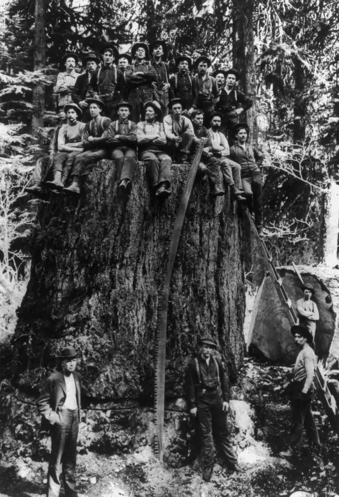 A group of lumberjacks pose with saws on and around a massive tree stump in a forest. Some stand on top, while others are beside it, surrounded by tall trees. The image is in black and white.