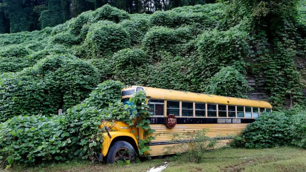 A yellow school bus is partially overgrown with dense green vines, blending into a lush, vegetation-covered hillside. The bus appears abandoned, with leaves covering much of its exterior, including the wheels and windows.