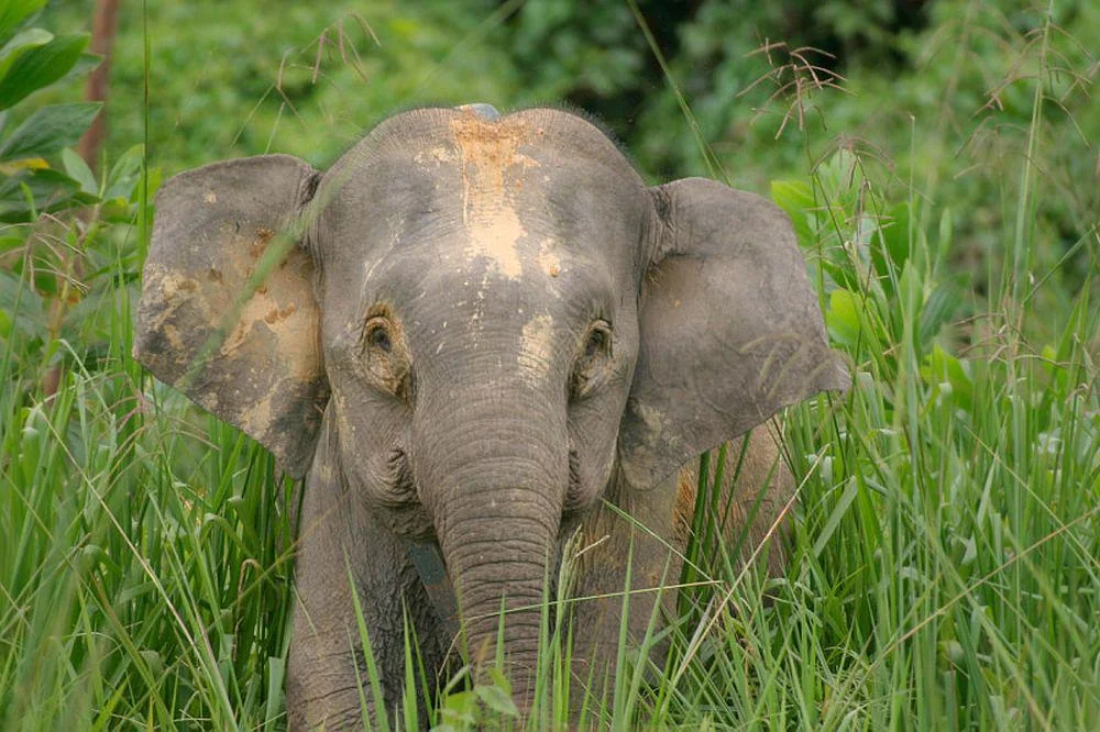 A young elephant with dusty markings on its head stands amidst tall green grass and foliage, looking directly at the camera. The background is lush with various shades of green, indicating a forested area.