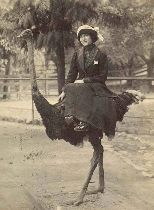 A woman in vintage clothing and a hat is sitting on an ostrich. The setting appears to be outdoors, possibly in a park or zoo, with trees and a fence in the background. The image looks historical, in sepia tones.