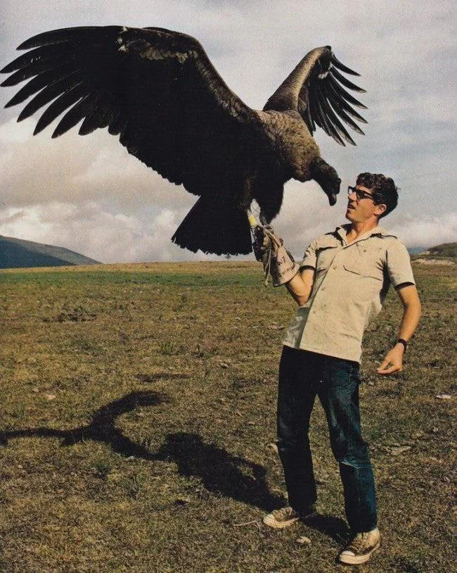 A person in a beige shirt holds a large bird, possibly a condor, on their gloved arm. The bird's wings are spread wide. They stand on a grassy field under a cloudy sky.