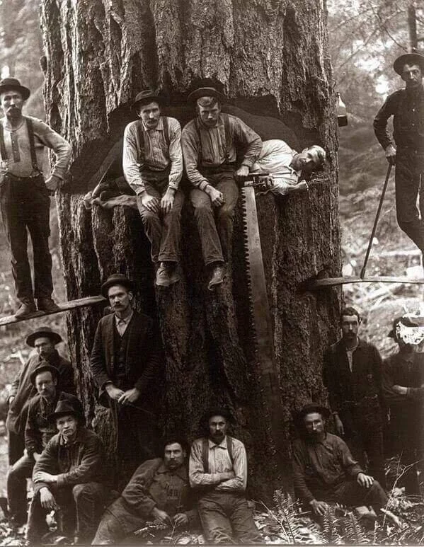 Loggers posing with a massive tree, partially cut through. A two-man saw is lodged in the cut. Some men stand on planks inserted into the tree; others stand or sit around. The group wears early 20th-century work attire. The setting is a forest.