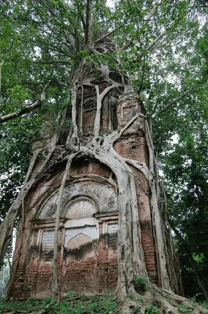 Ancient brick structure entwined with large tree roots and branches, partially obscuring the windows and facade. Surrounding green foliage adds a natural backdrop, creating a harmonious blend of architecture and nature.