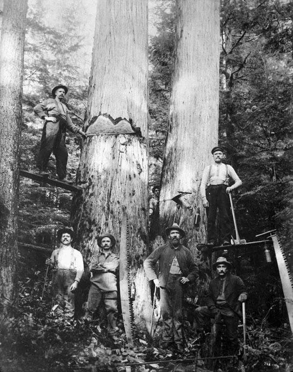 Historical black-and-white photo of six men in a forest. Two large trees have notches cut into them. Men pose with axes and saws; some stand on planks wedged into the tree notches. Dense forest background.