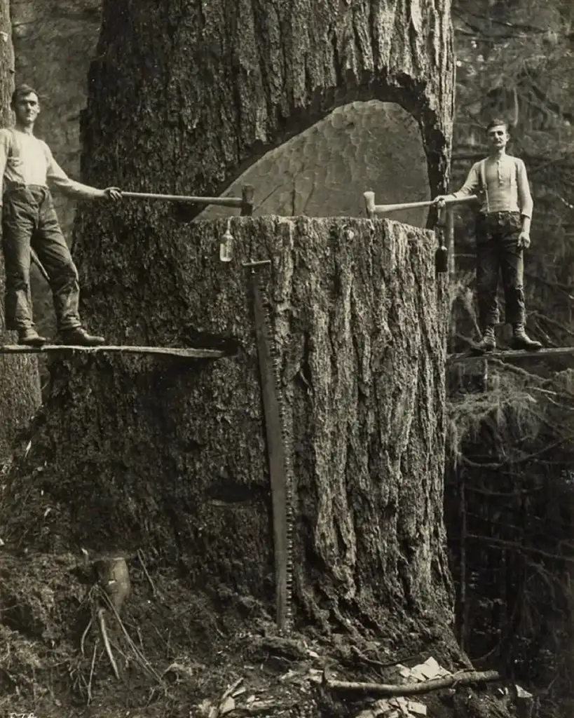 Two men stand on planks high above the ground beside a massive tree trunk. They hold a large crosscut saw, with a partially cut section visible. The forest setting surrounds them, and a saw hangs vertically on the tree.