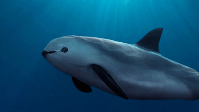 Illustration of a vaquita swimming underwater. The small porpoise has a gray body with a darker fin and flippers. Sunlight filters from above, highlighting its streamlined shape against the deep blue water.