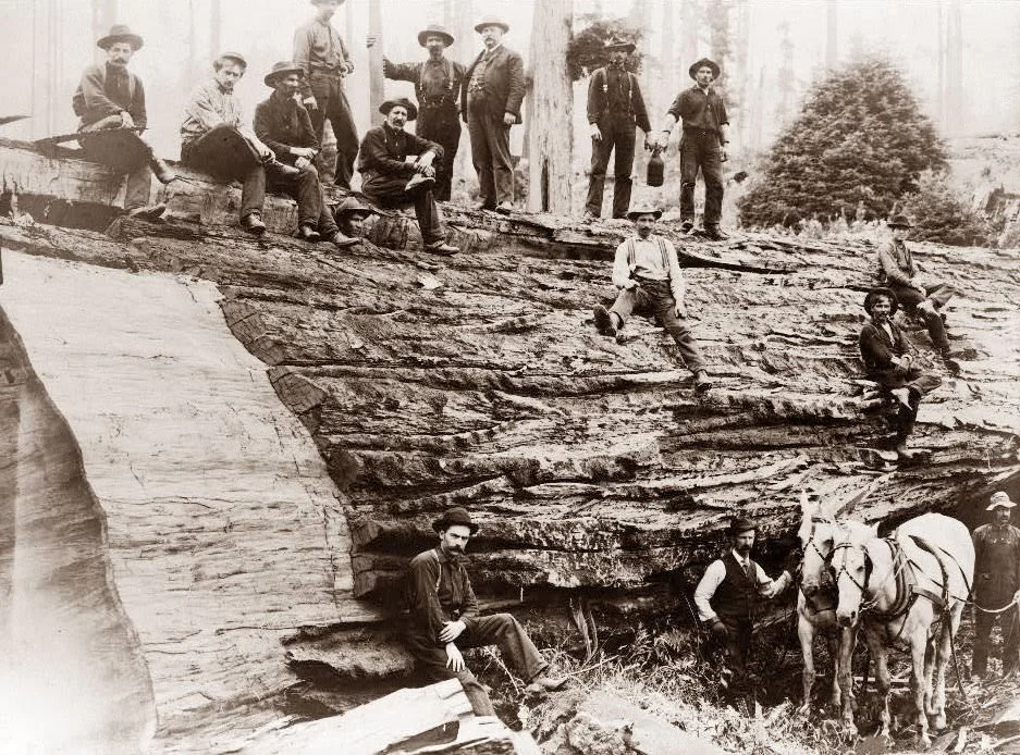 A group of men with tools and hats pose on a fallen giant sequoia log in a forest clearing. Some are standing, while others sit or lean against the log. Two horses are visible on the right alongside a few men. The background shows trees.