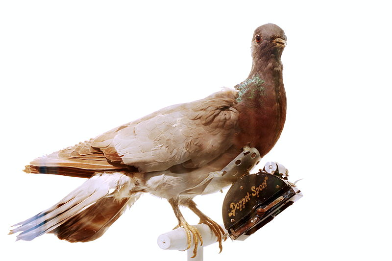 A taxidermy pigeon stands on a white perch with a small cylindrical camera strapped to its chest. The camera has "A Pigeon Camera" written on it, and the pigeon has a brown and gray feathered body. The background is plain white.