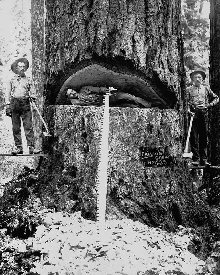 Three lumberjacks pose with a massive tree. Two stand on boards in notches, holding tools, while one lies inside a large cut in the trunk. A long saw is embedded in the tree. A sign reads "FALLING CREW NO.1920.