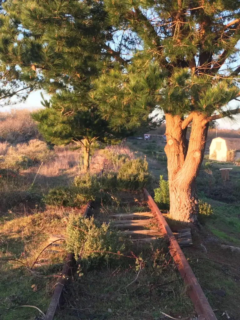 Abandoned train tracks overgrown with grass and shrubs lead towards a tall, sunlit tree. Another tree stands nearby in a field under a clear blue sky.