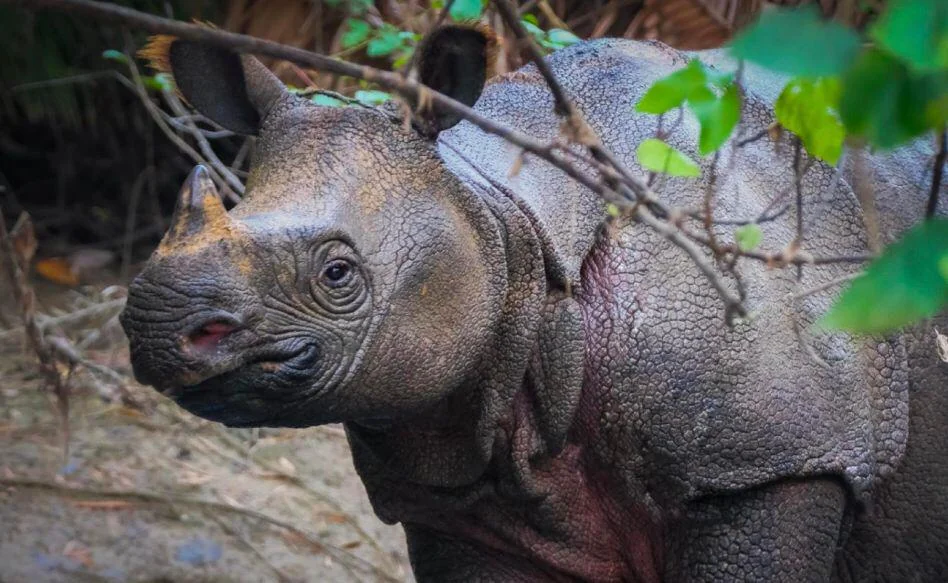 Close-up of a Javan rhinoceros standing amidst foliage. The rhino has a single horn and a textured, dark grey skin. It appears calm, with green leaves and branches partially framing its body in the natural setting.