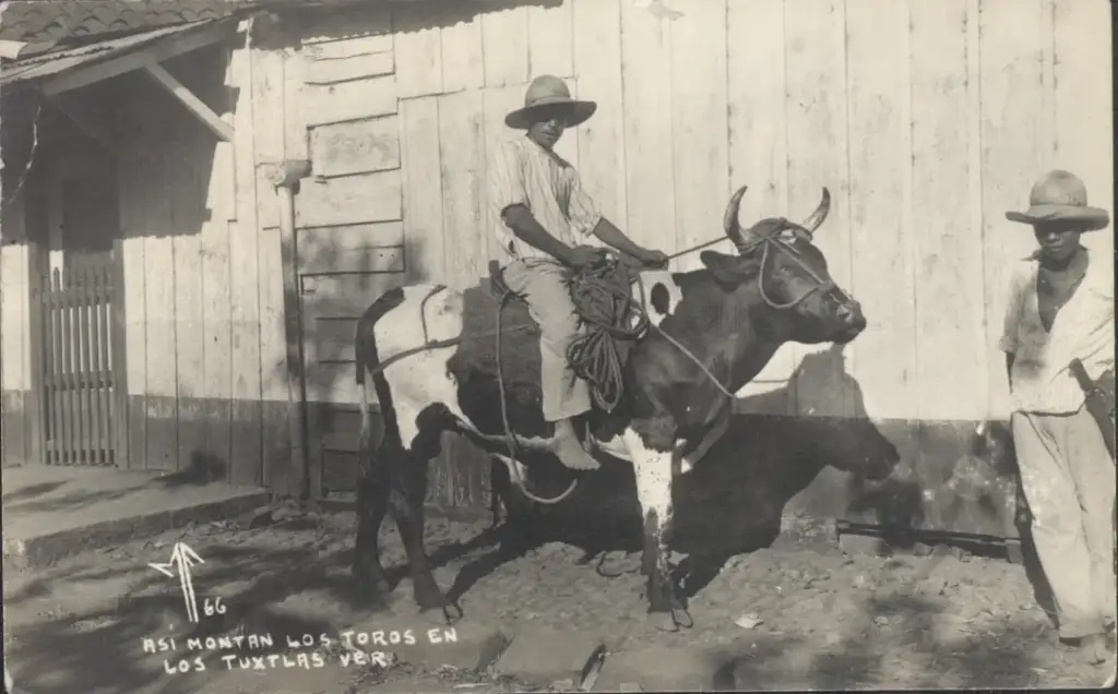 A black and white photo of a person sitting on a bull in front of a wooden building. They are wearing a hat and holding a rope. Another person stands nearby, also wearing a hat. The text reads "Así montan los toros en Los Tuxtlas, Ver.