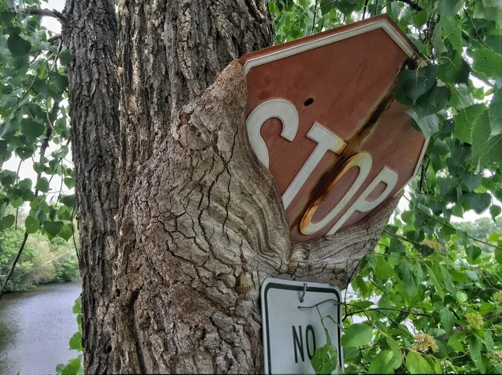 A weathered stop sign is partially engulfed by the trunk of a large tree, surrounded by lush green leaves. A smaller "No" sign is attached below. A body of water is visible in the background, creating a serene natural setting.