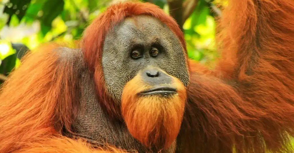 Close-up of an orangutan with reddish-brown fur and a distinctive face, looking directly at the camera. The background is lush with green foliage, creating a natural jungle setting.