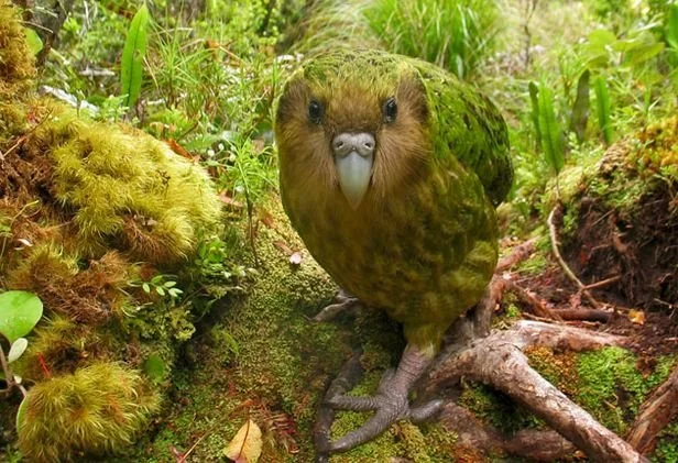 A flightless kakapo with green and brown feathers stands on mossy ground in a forest. Its large, curved beak faces the camera, surrounded by lush greenery, twigs, and roots.