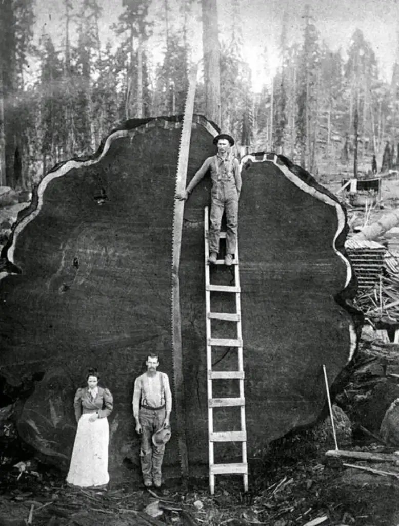 A historical black-and-white photo shows three people standing with a massive tree stump in a forest. One person is on a ladder, holding a long saw in the tree's cut. The other two stand on the ground, with the stump towering above them.