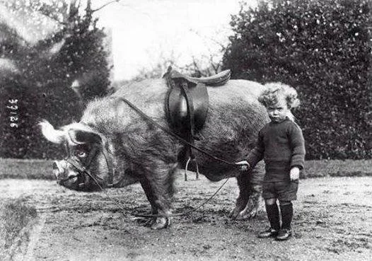 A vintage black and white photo shows a young child standing next to a large pig with a saddle on its back. The pig is on a dirt path with hedges in the background. The child is wearing a sweater and shorts, looking towards the camera.