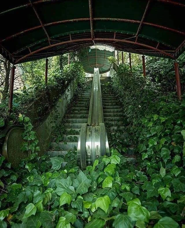 An escalator in a lush, overgrown area, covered with dense green ivy and plants. The escalator appears abandoned, with foliage enveloping the steps and railings, set under a rusted canopy amidst a forested environment.