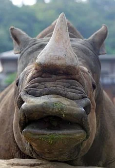 Close-up of a rhinoceros facing forward, displaying its large horn and textured skin. The background shows a blurred view of trees and buildings.