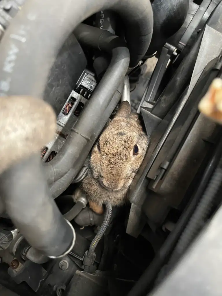 A small rabbit is nestled among the black tubes and metallic parts of a car engine. Its fur is light brown with subtle white markings, and it appears calm amidst the complex machinery.