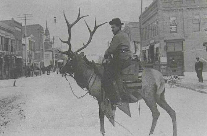 A vintage photograph shows a man wearing a hat, sitting atop a large elk in the middle of a snow-covered street. Buildings and a few people are visible in the background, giving the scene an early 20th-century vibe.