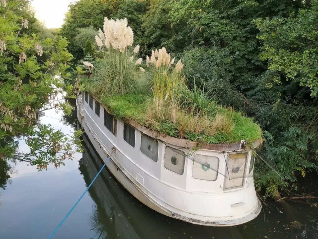 A white boat covered with lush green grass and tall pampas plants on its roof floats on a narrow, calm river. It's surrounded by dense green foliage on both sides and is tied with a blue rope to the bank.